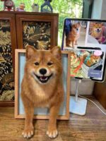 our pet case