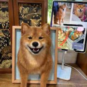 our pet case