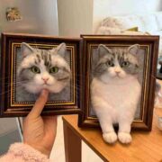 our pet case