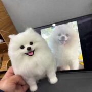 our pet case