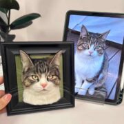 our pet case