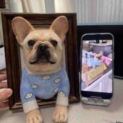 our pet case