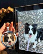 leather pet case